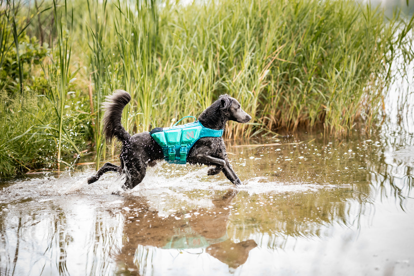Non-stop dogwear - Protector Life Jacket