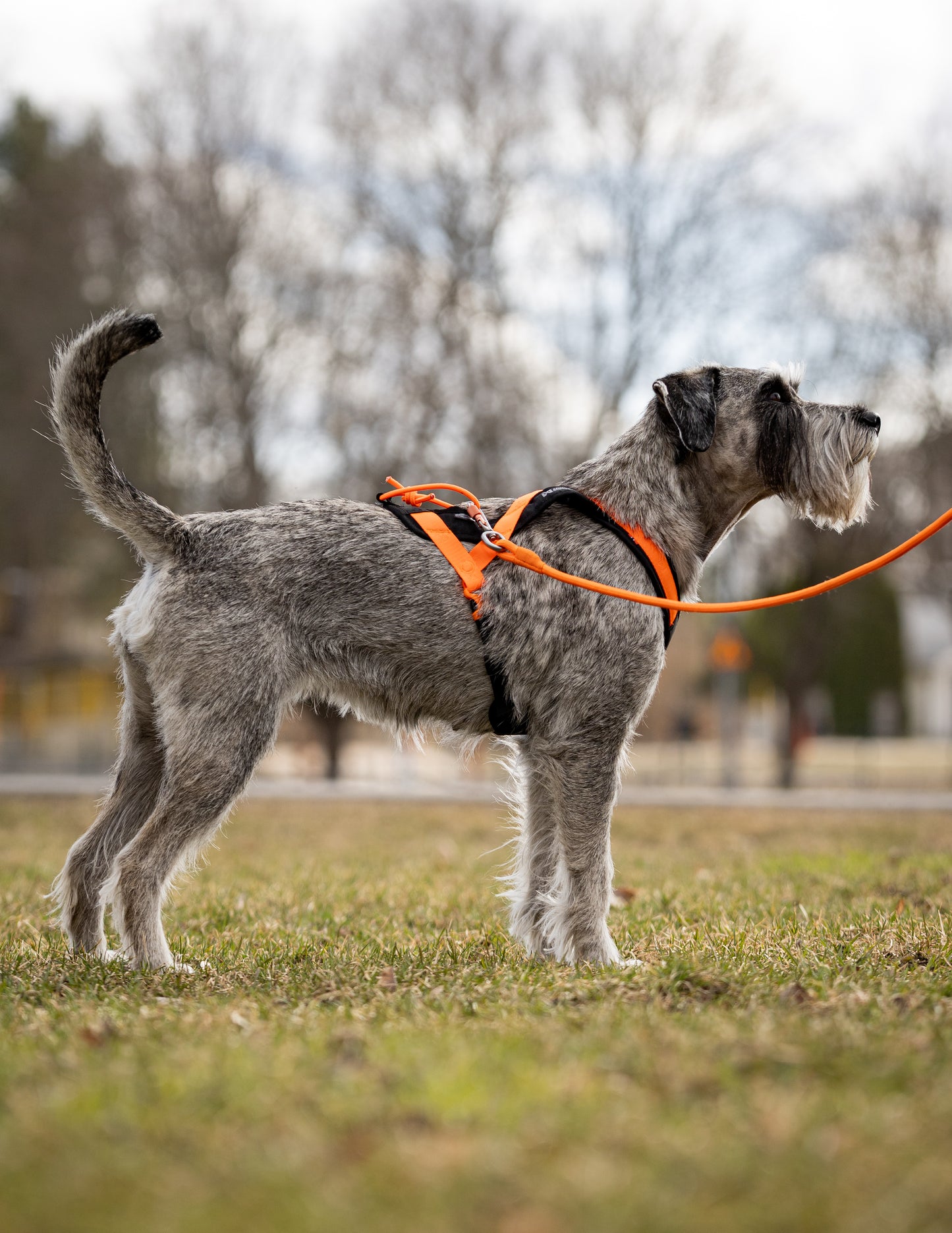 Non-stop dogwear - Rush harness