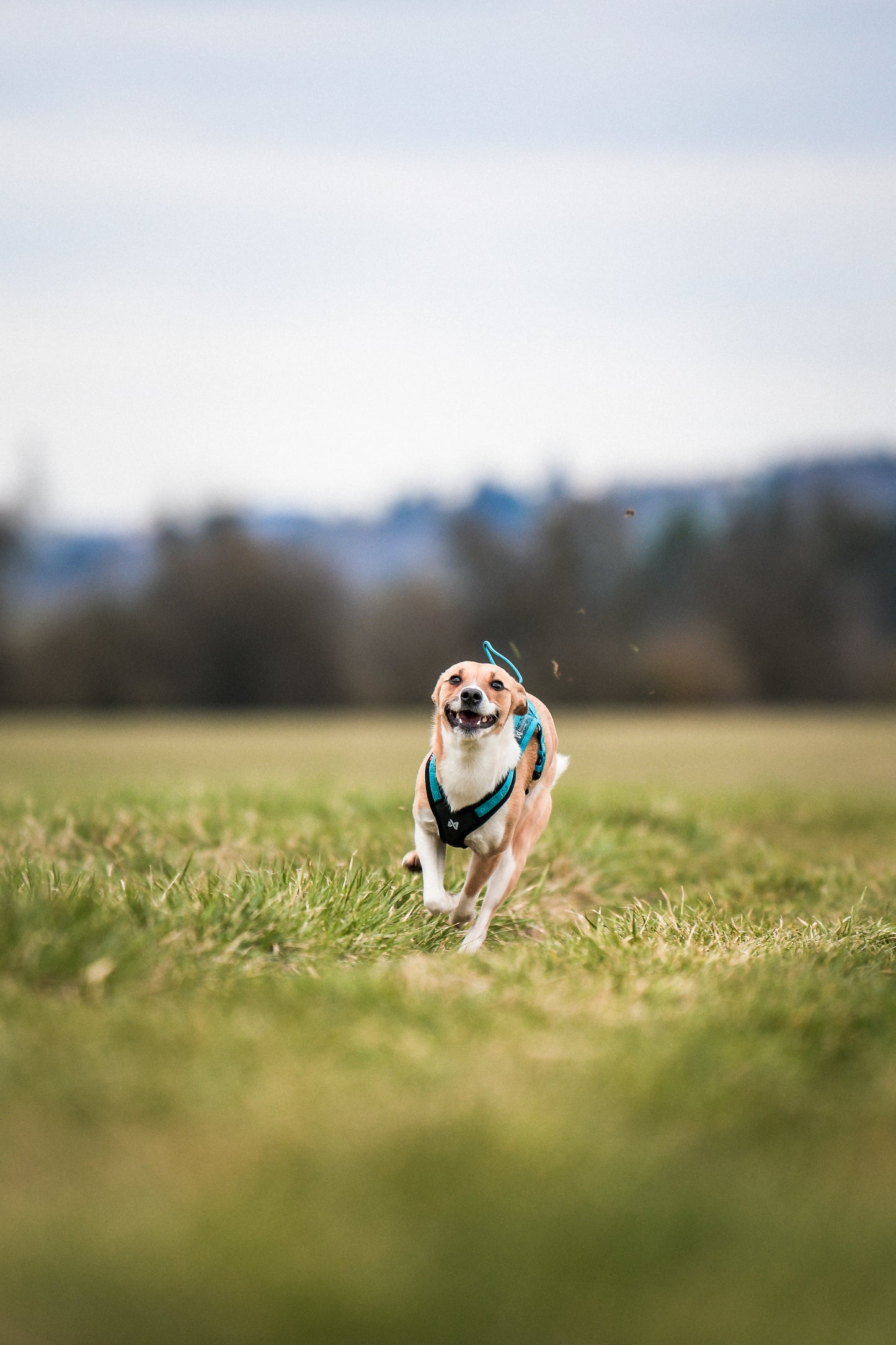 Non-stop dogwear - Rush harness