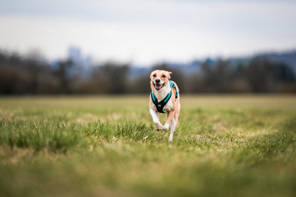Non-stop dogwear - Rush harness