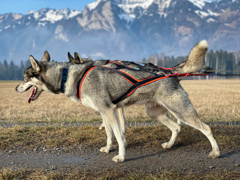 Sledwork - Xback Active G2