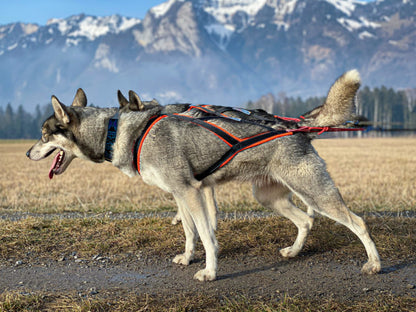 Sledwork - Xback Active G2