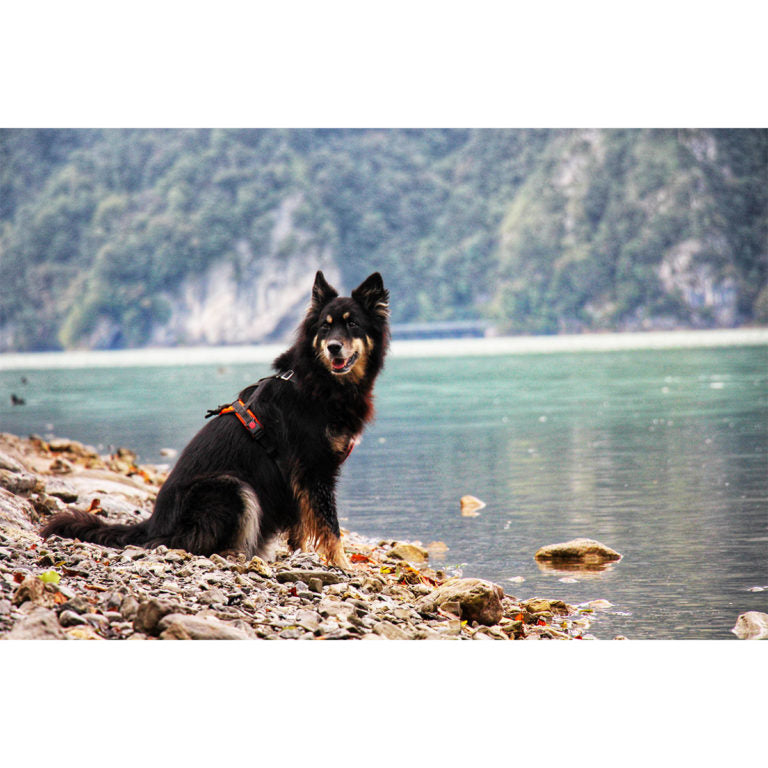 Sledwork - Trekking Harness