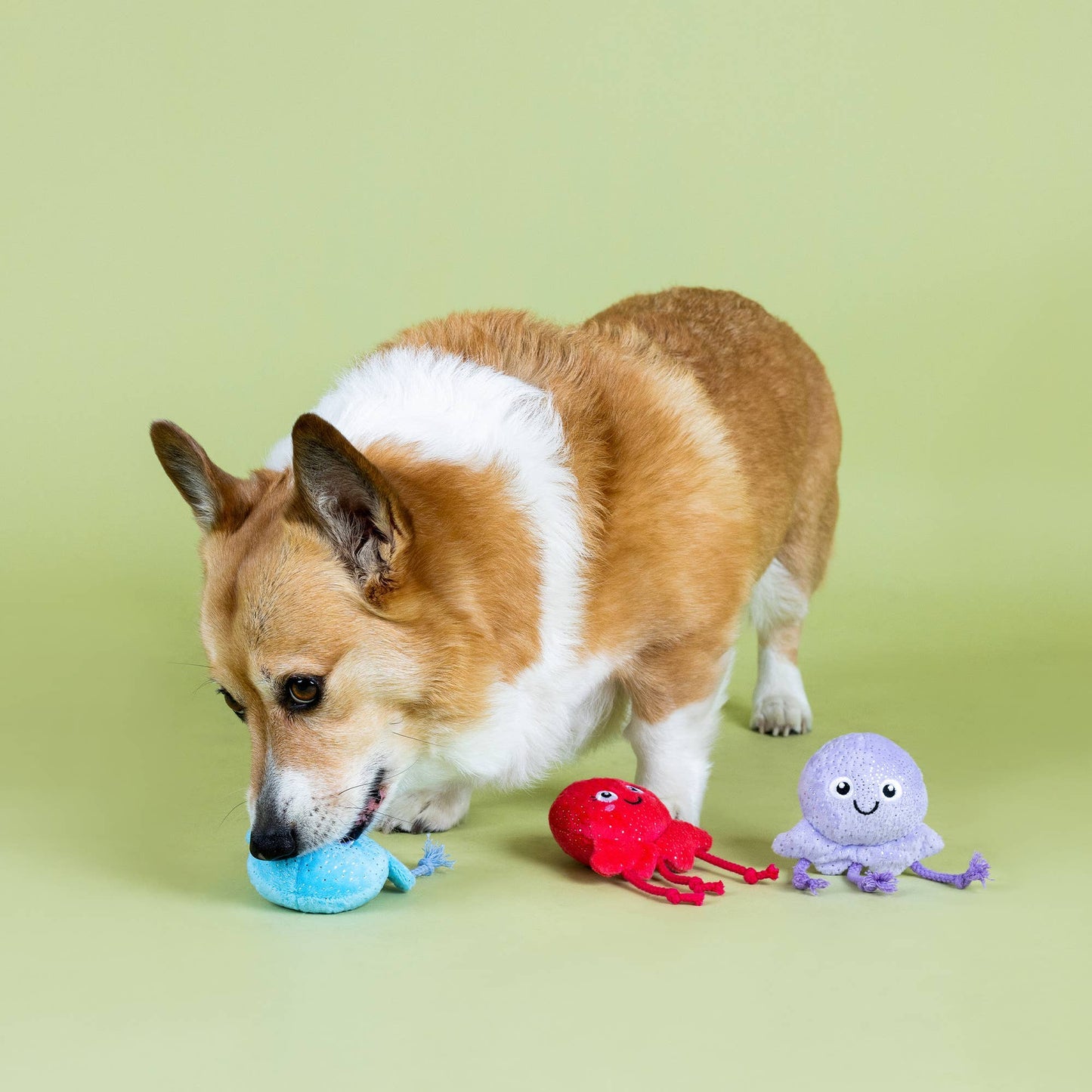 Fringe TOO TENTACOOL 3-TEILIGES KLEINER HUNDESPIELZEUG-SET