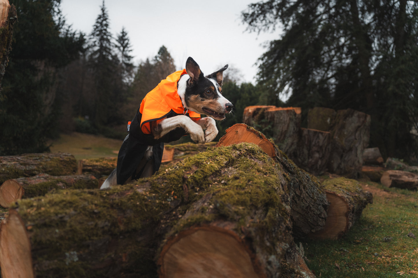 Non-stop dogwear - Fjord Raincoat 2.0