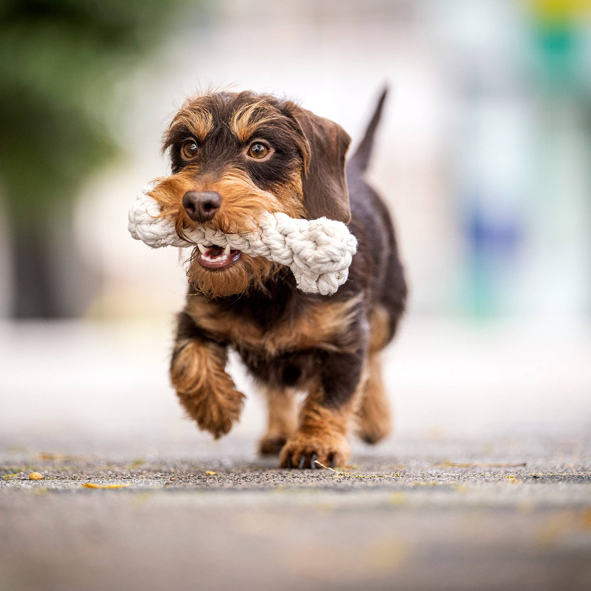 LABONI Cotton Toy Bone – BONNIE BONE