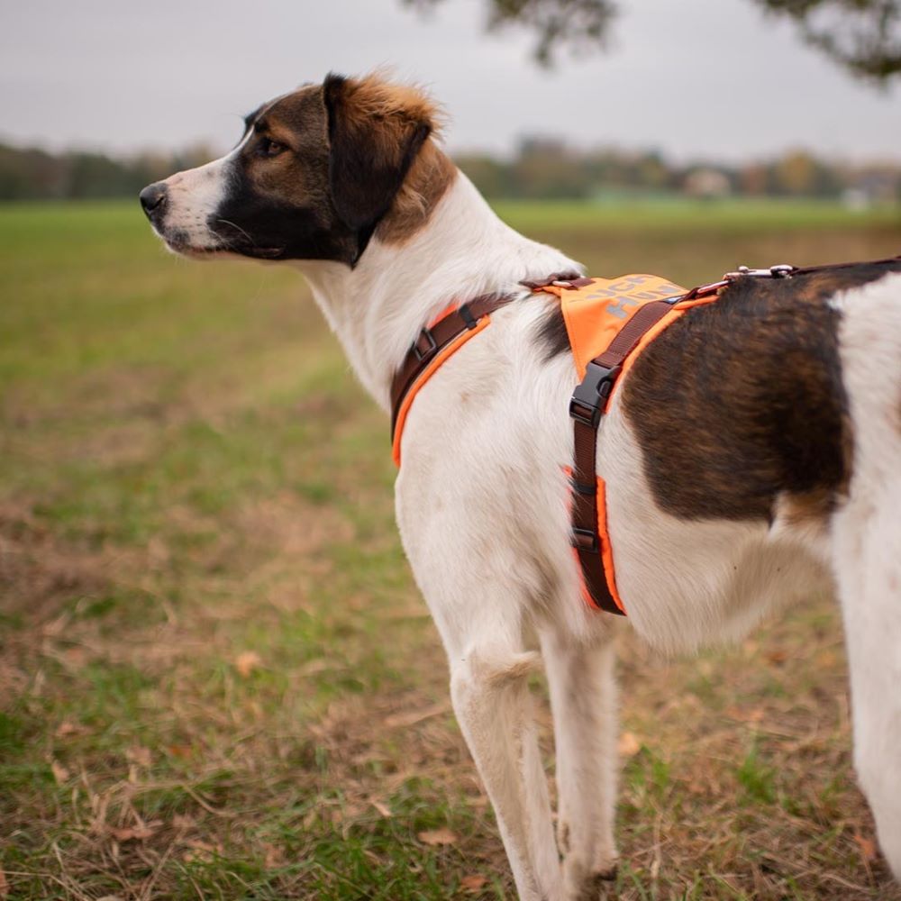 AnnyX Suchhund-Brustgeschirr