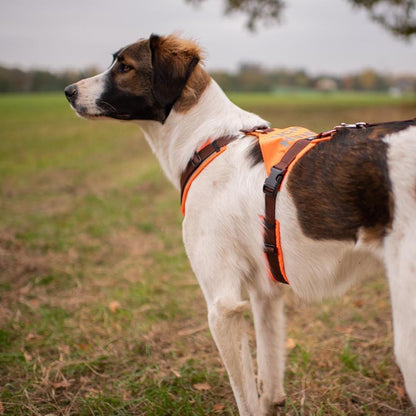 AnnyX Suchhund-Brustgeschirr