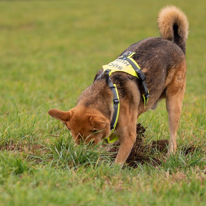 AnnyX Suchhund-Brustgeschirr