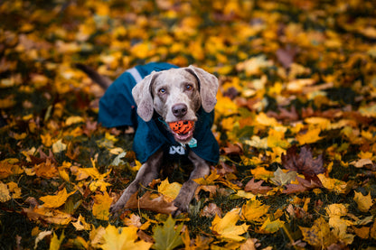 Non-stop dogwear - Fjord lined Raincoat