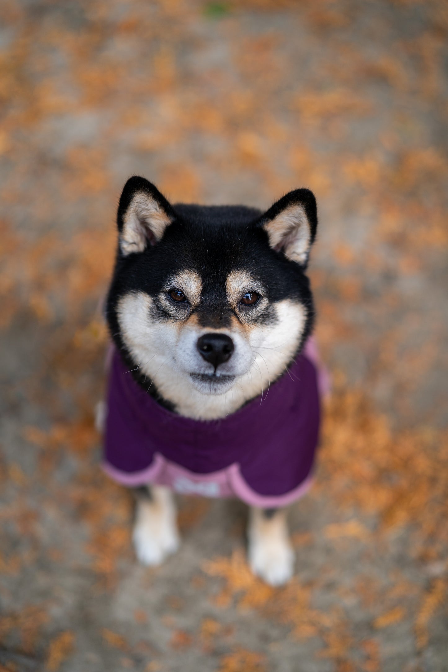 Non-stop dogwear - Fjord Raincoat 2.0