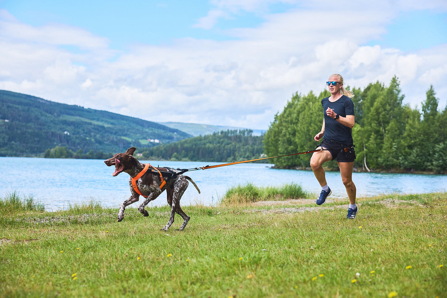 Non-stop dogwear - Freemotion harness 5.0