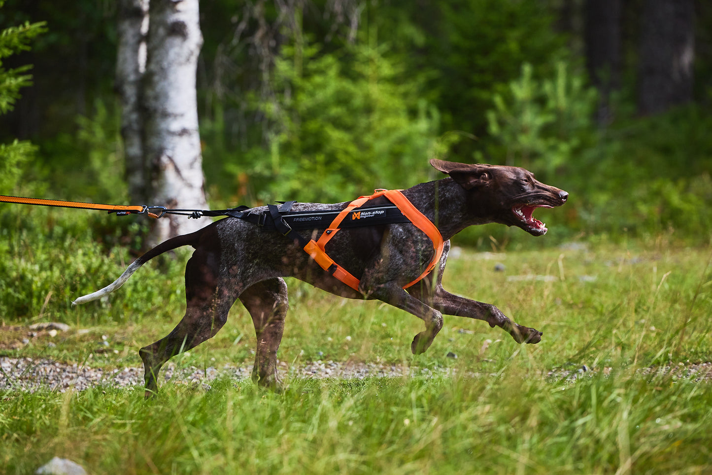 Non-stop dogwear - Freemotion harness 5.0