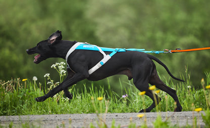 Non-stop dogwear - Freemotion harness 5.0