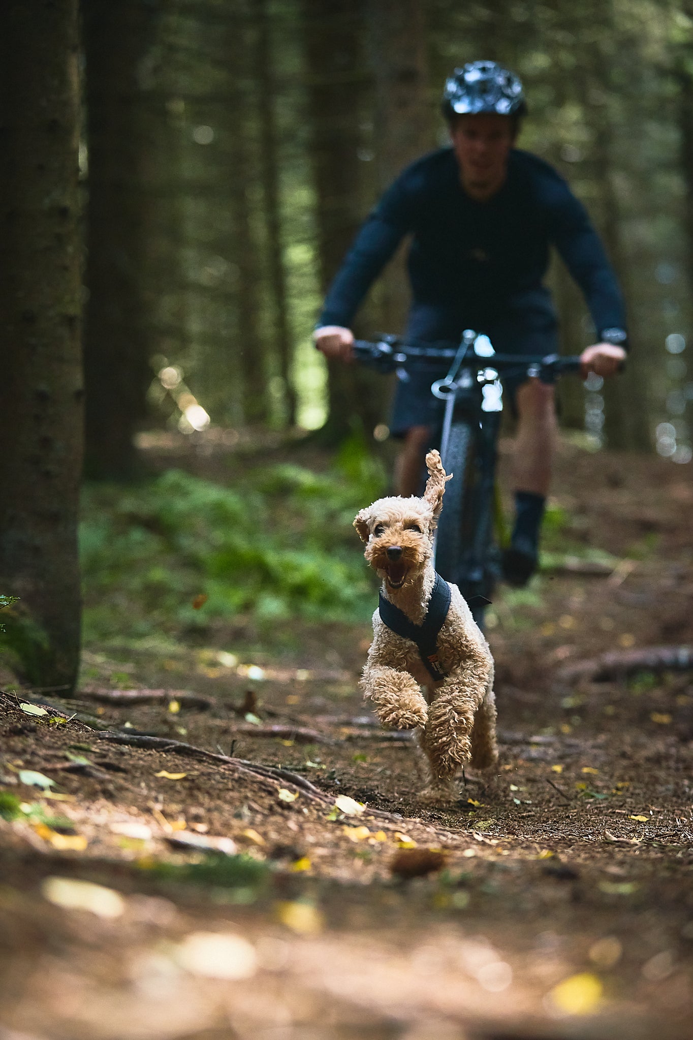 Non-stop dogwear - Freemotion harness