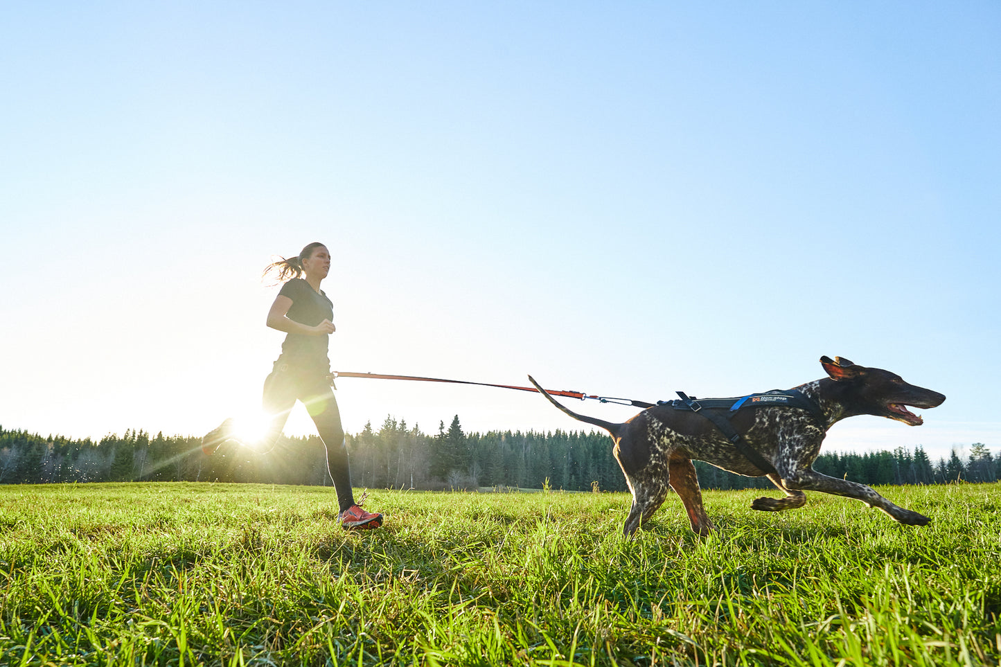 Non-stop dogwear - Freemotion harness