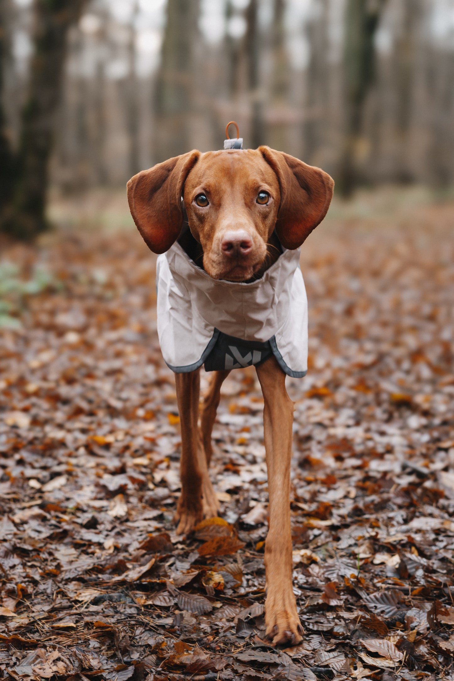 Non-stop dogwear - Fjord Raincoat 2.0