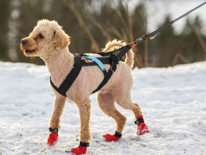 Non-stop dogwear - Freemotion harness
