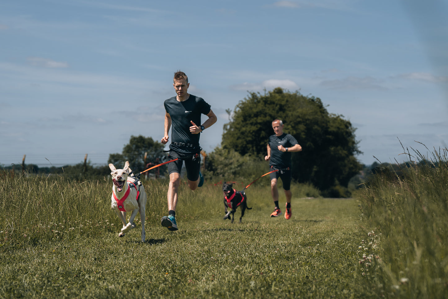 Non-stop dogwear - Freemotion harness 5.0