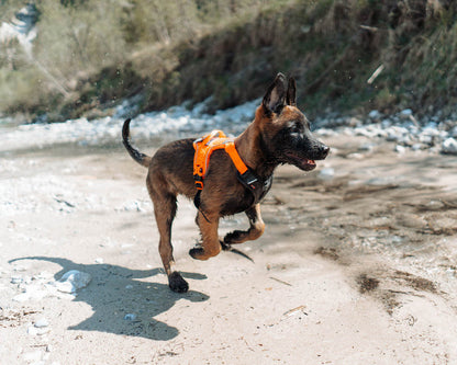 Non-stop dogwear - Ramble harness