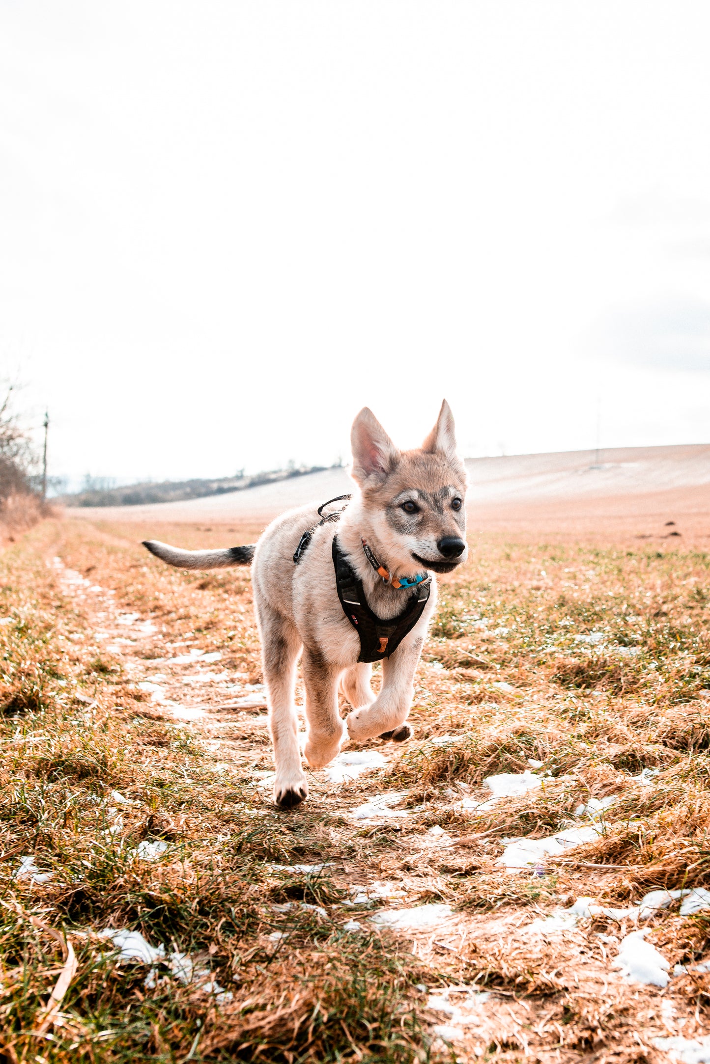 Non-stop dogwear - Rock harness