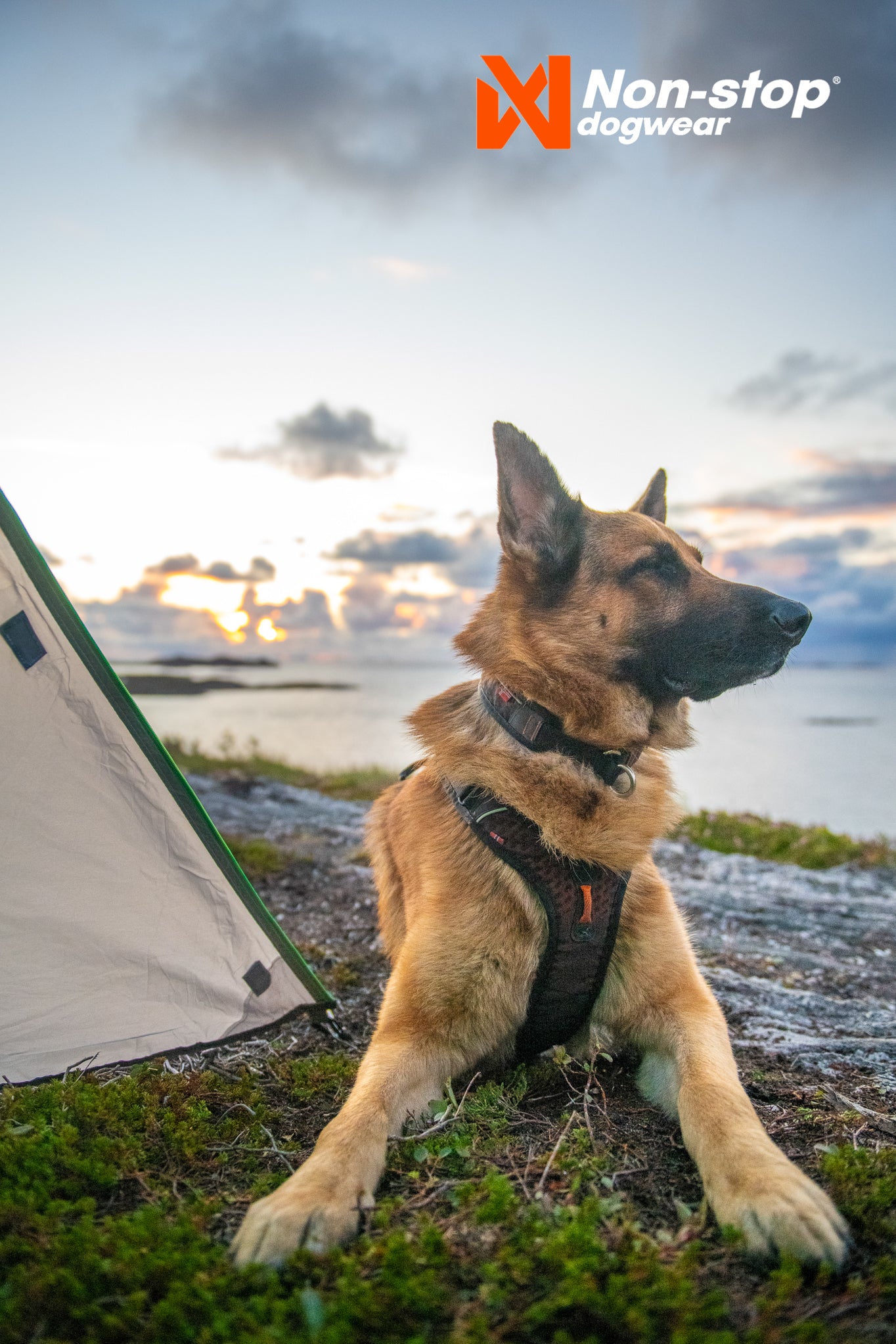 Non-stop dogwear - Rock harness