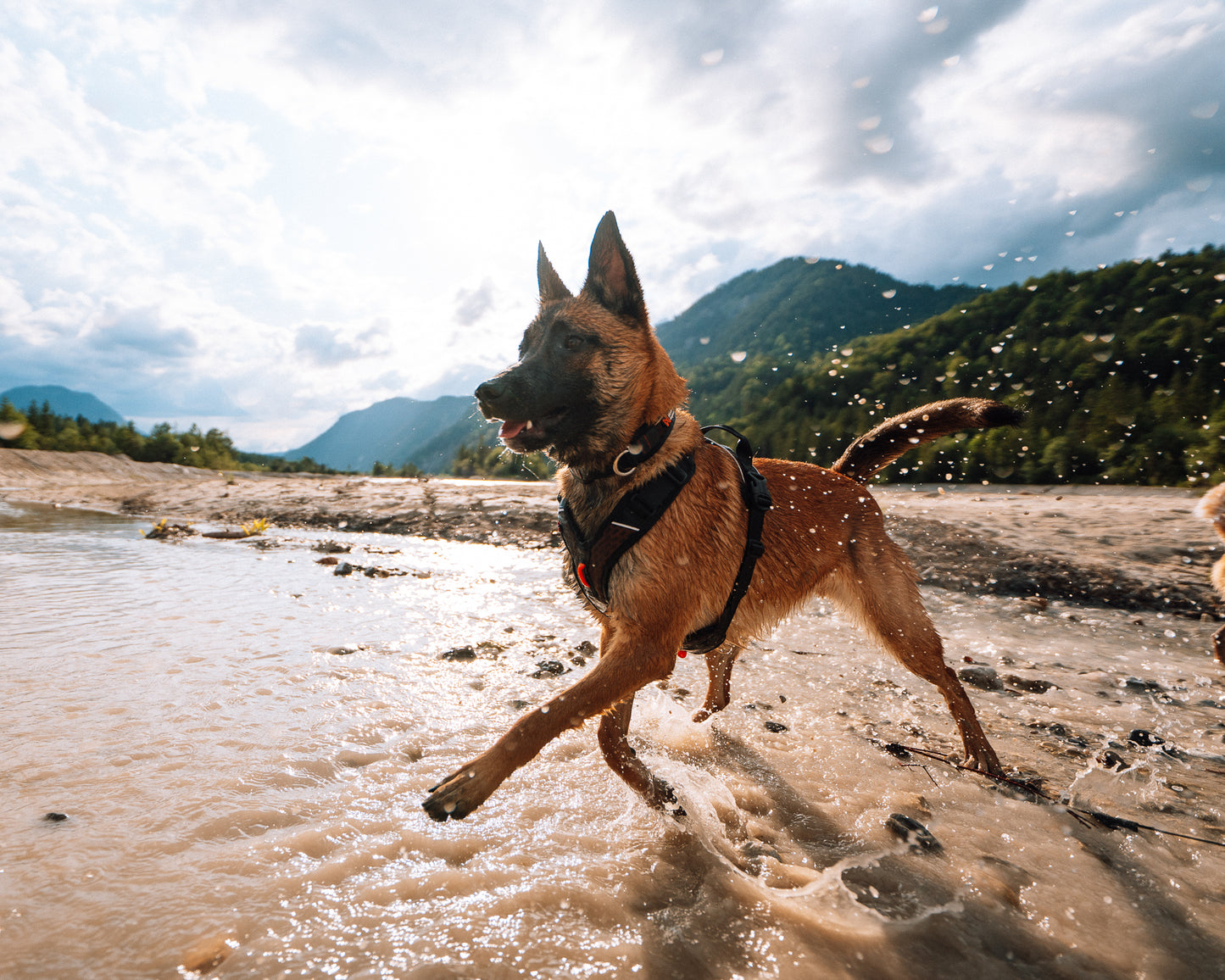 Non-stop dogwear - Rock harness