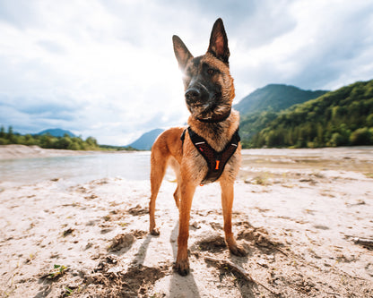 Non-stop dogwear - Rock harness