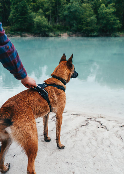 Non-stop dogwear - Rock harness