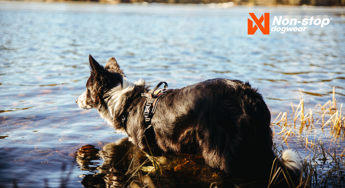 Non-stop dogwear - Rock harness