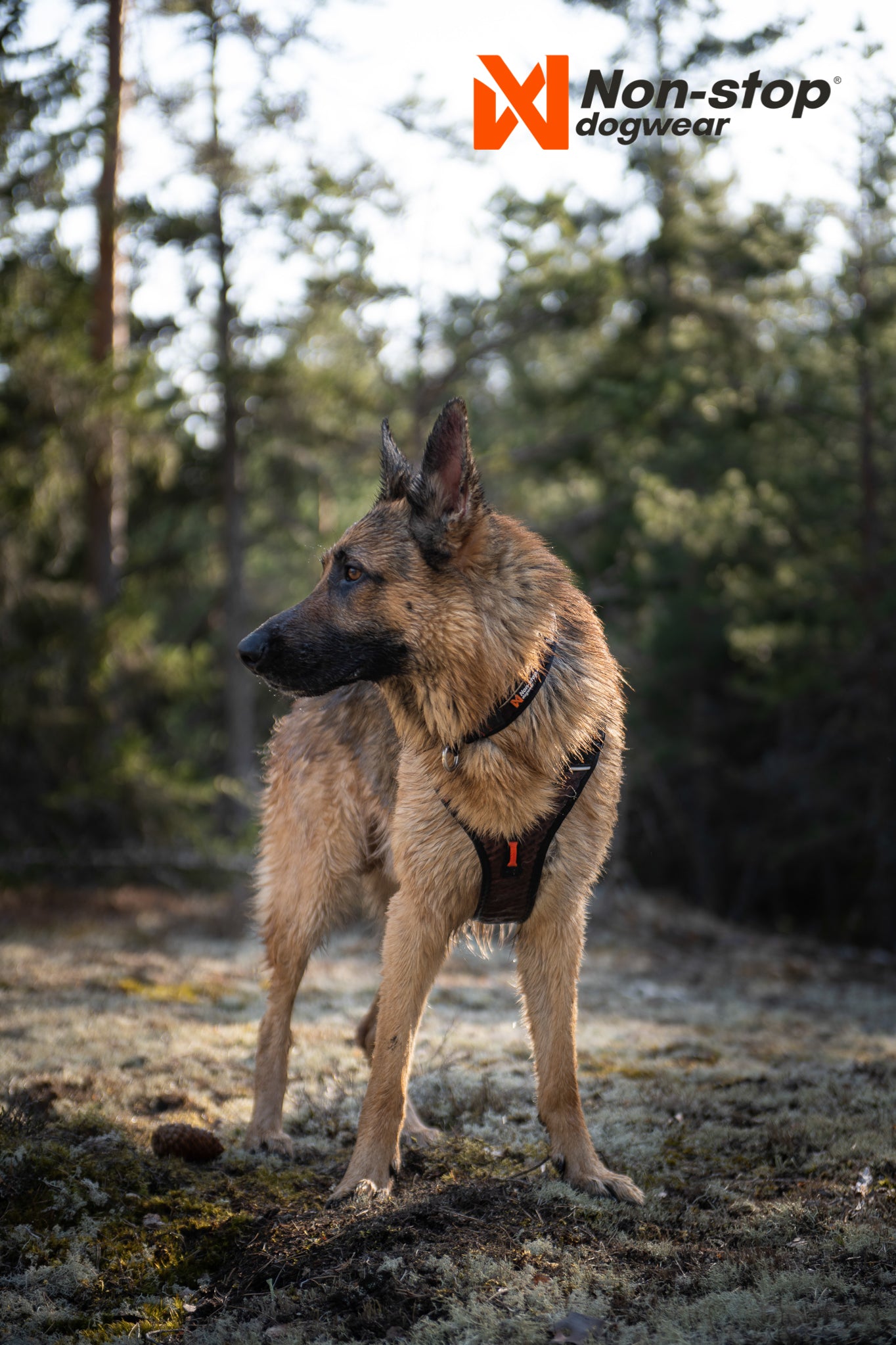 Non-stop dogwear - Rock harness