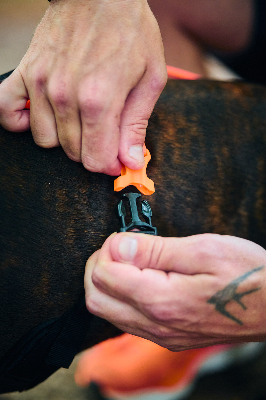 Non-stop dogwear - Rush harness