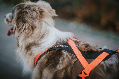Non-stop dogwear - Rush harness