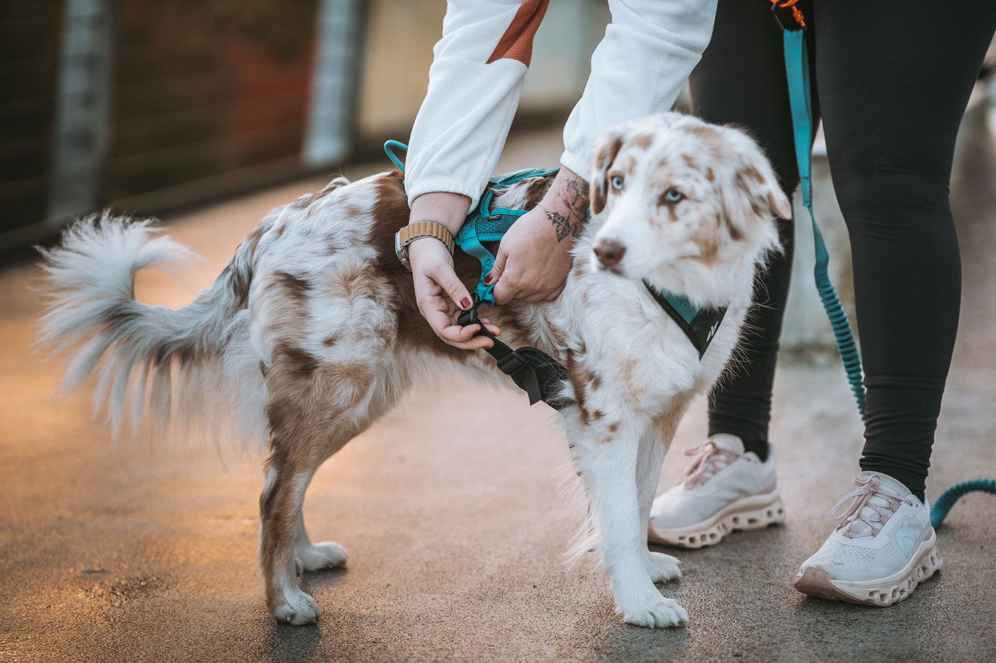 Non-stop dogwear - Rush harness