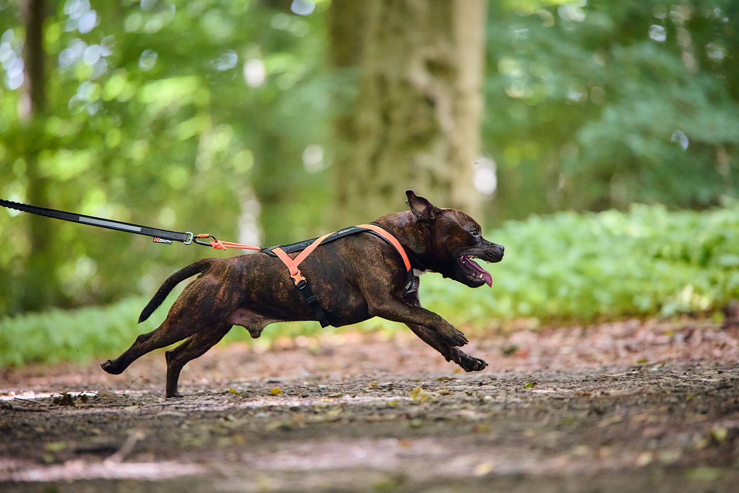 Non-stop dogwear - Rush harness