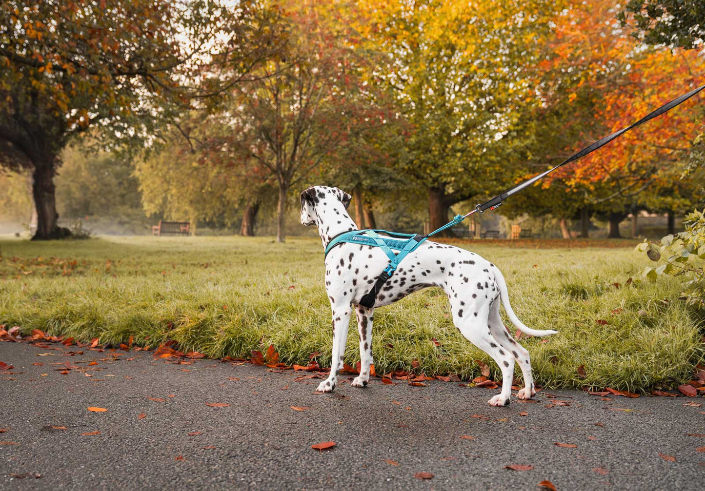 Non-stop dogwear - Rush harness