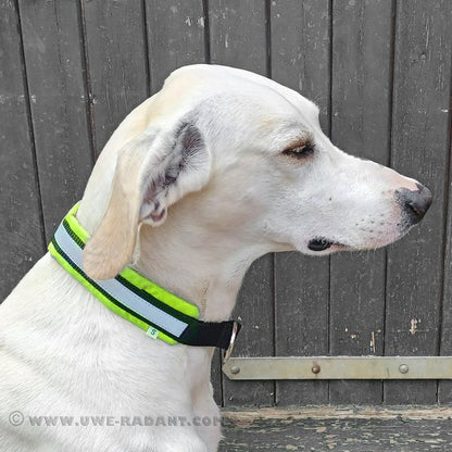Weltmeisters Dogsport Soft Zugstopp-Halsband
