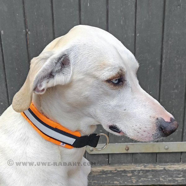 Weltmeisters Dogsport Soft Zugstopp-Halsband
